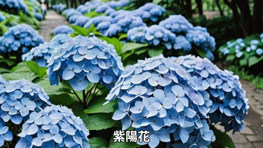 梅雨の美しい被写体 紫陽花 雨粒 水たまり レインポンチョ